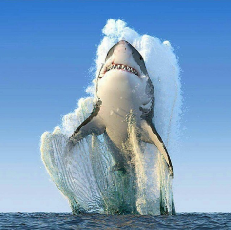 Great white shark photo